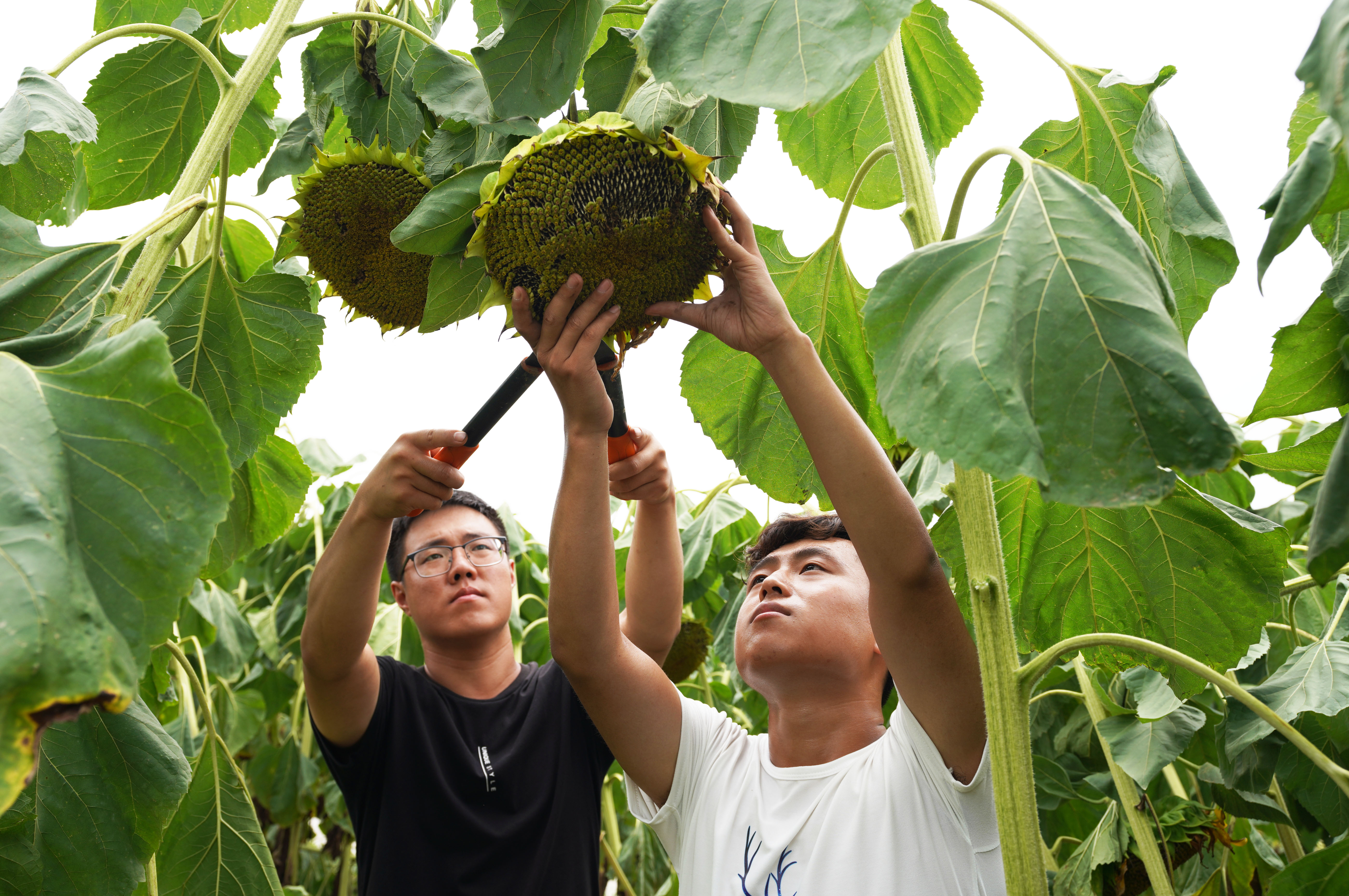 成熟的50多万棵向日葵开始采摘,沉甸甸的葵花盘散发着阵阵清香,吸引着