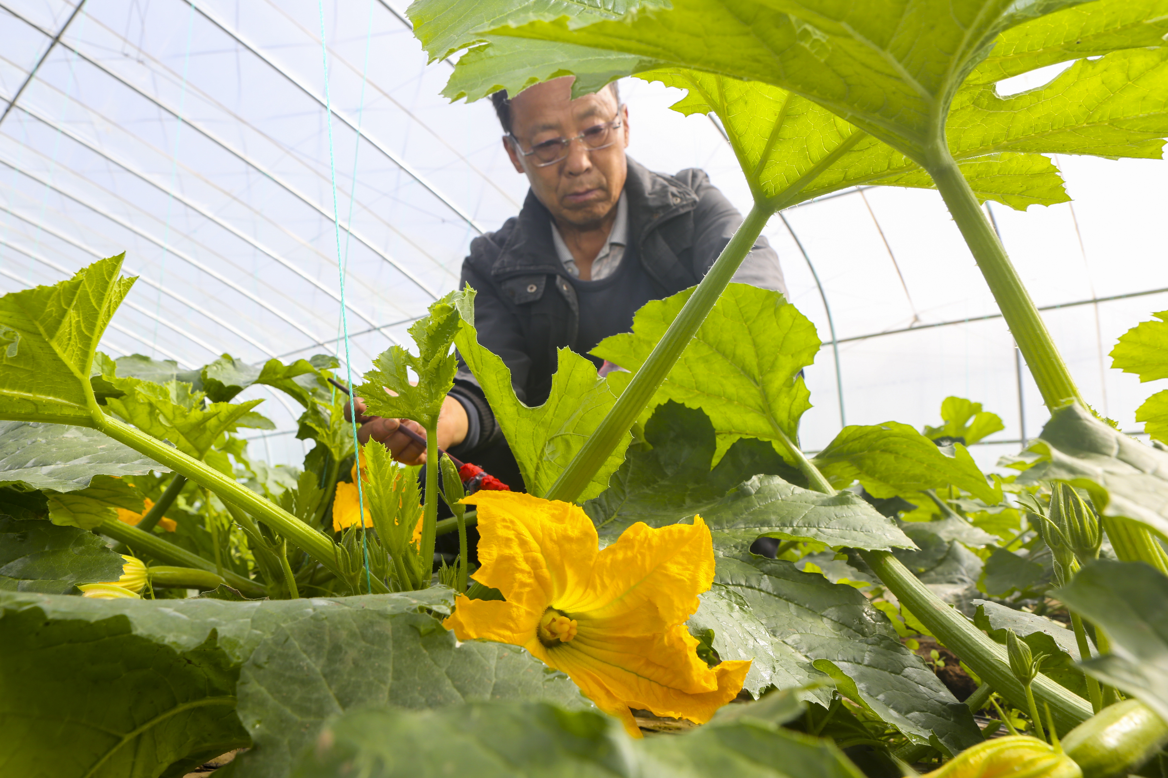 菜农对西葫芦进行人工辅助授粉