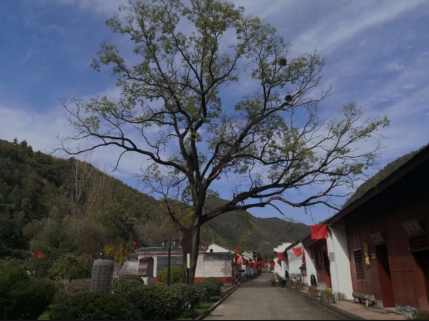 两当太阳寺大槐树