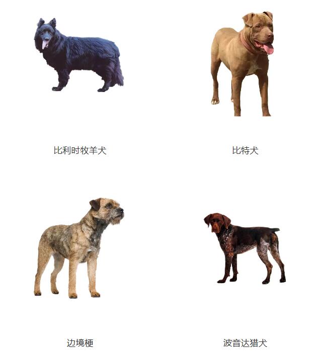 滨州城市建成区5月1日起禁养藏獒狼犬等48类烈性犬