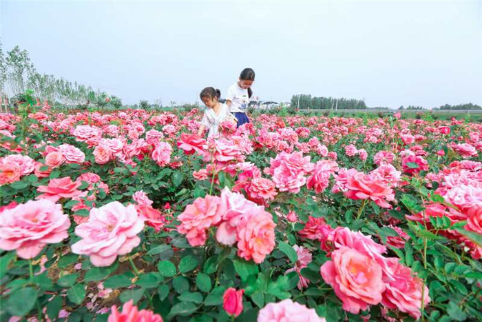 徜徉邹平蝶恋谷月季花海