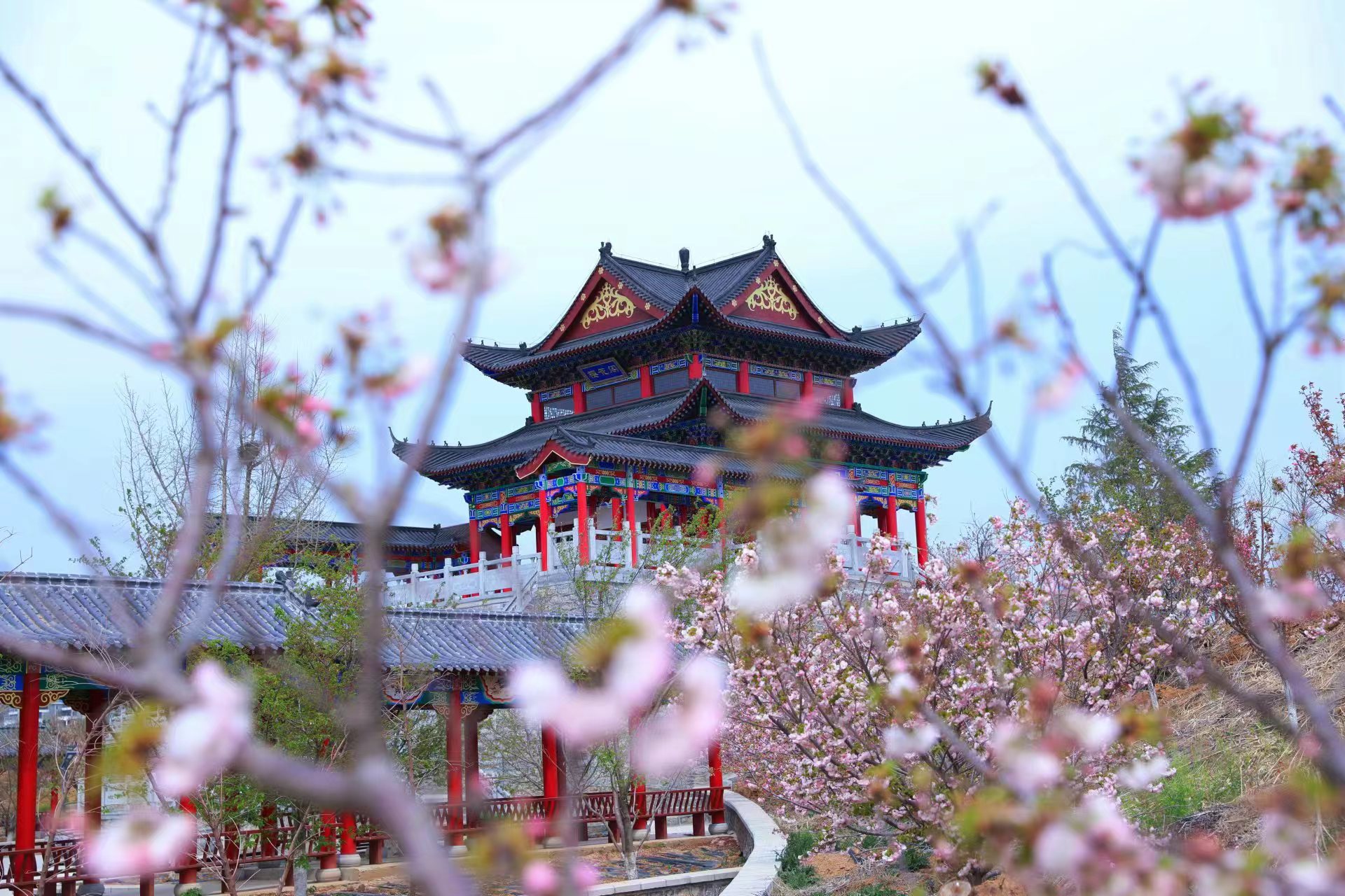 (图片来源:山东省樱花山风景区)