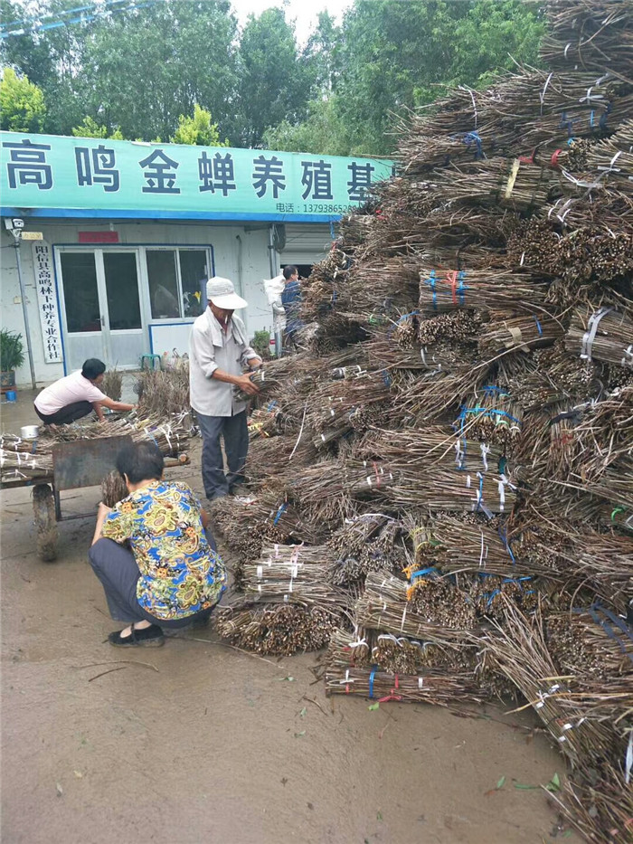 金蝉养殖基地 台孙村:超声波机器清洗开启新篇章