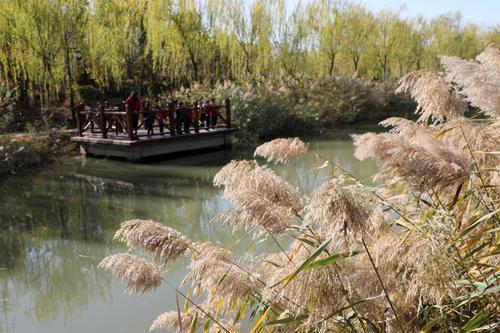 11月3日,村民在游览滨州市博兴县吕艺镇高渡村"运粮河"生态公园.