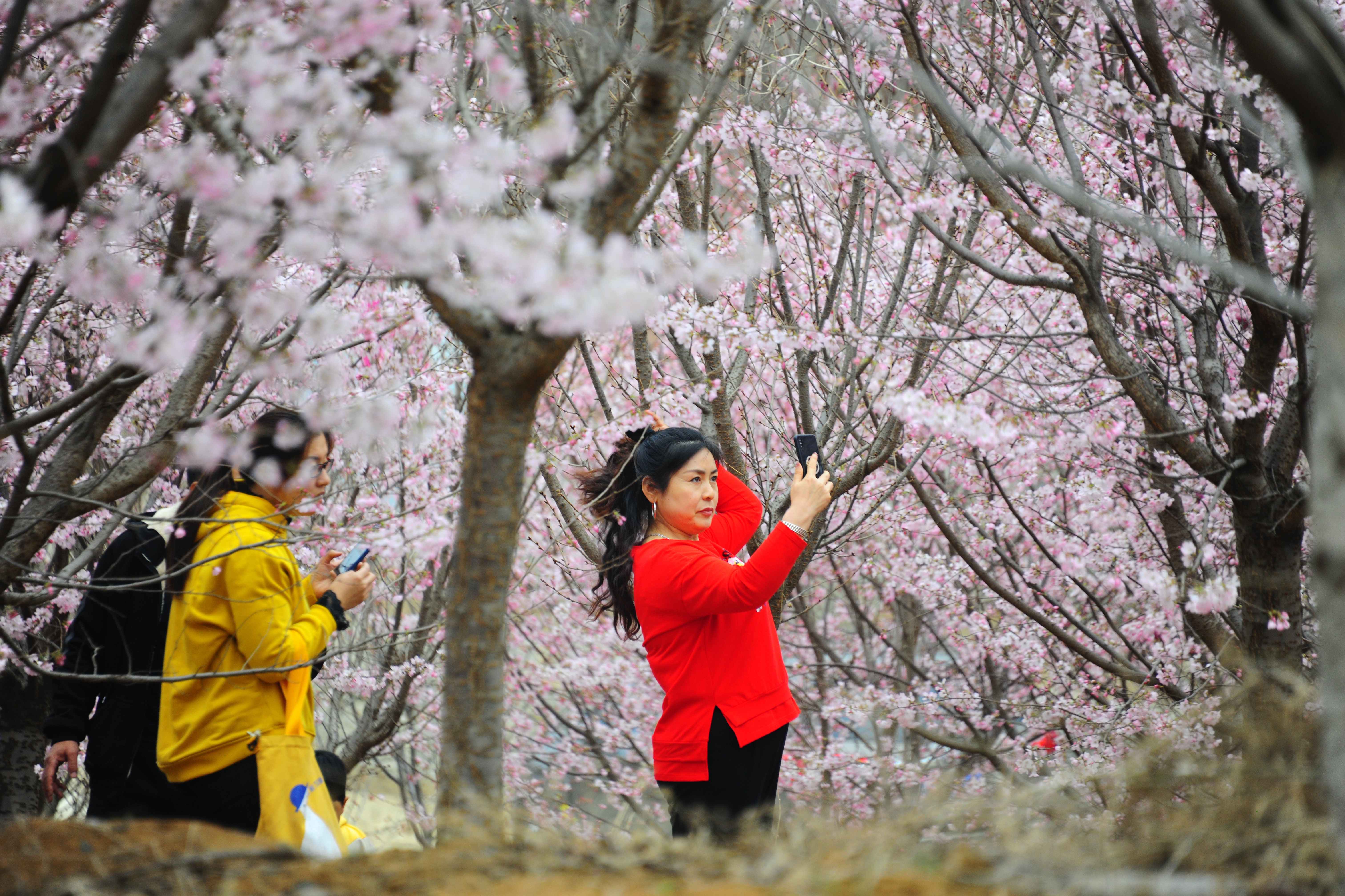 鄒平櫻花山早櫻開放!