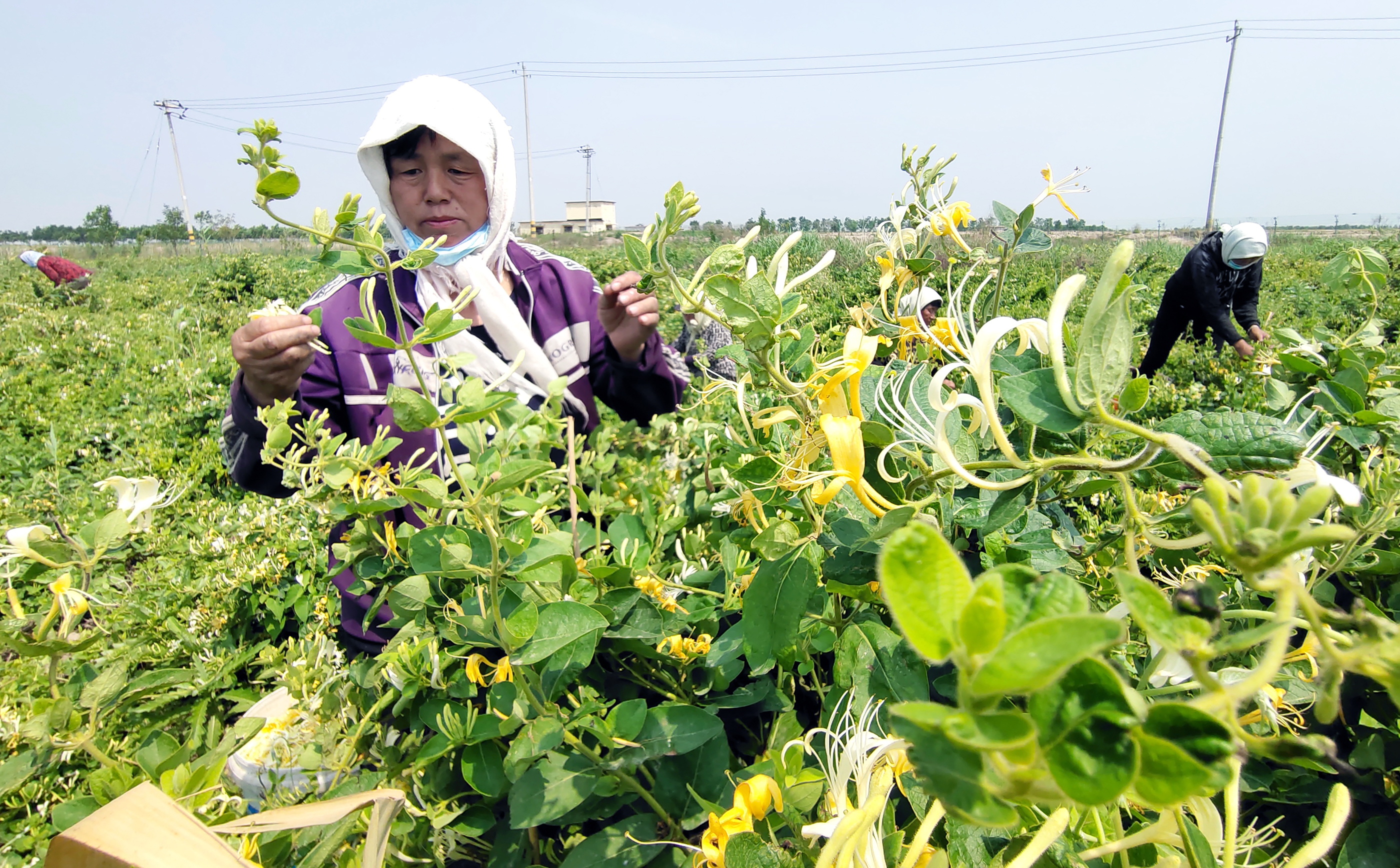 社的种植基地,笔者见到一派繁忙的丰收景象,160余人正在采摘金银花