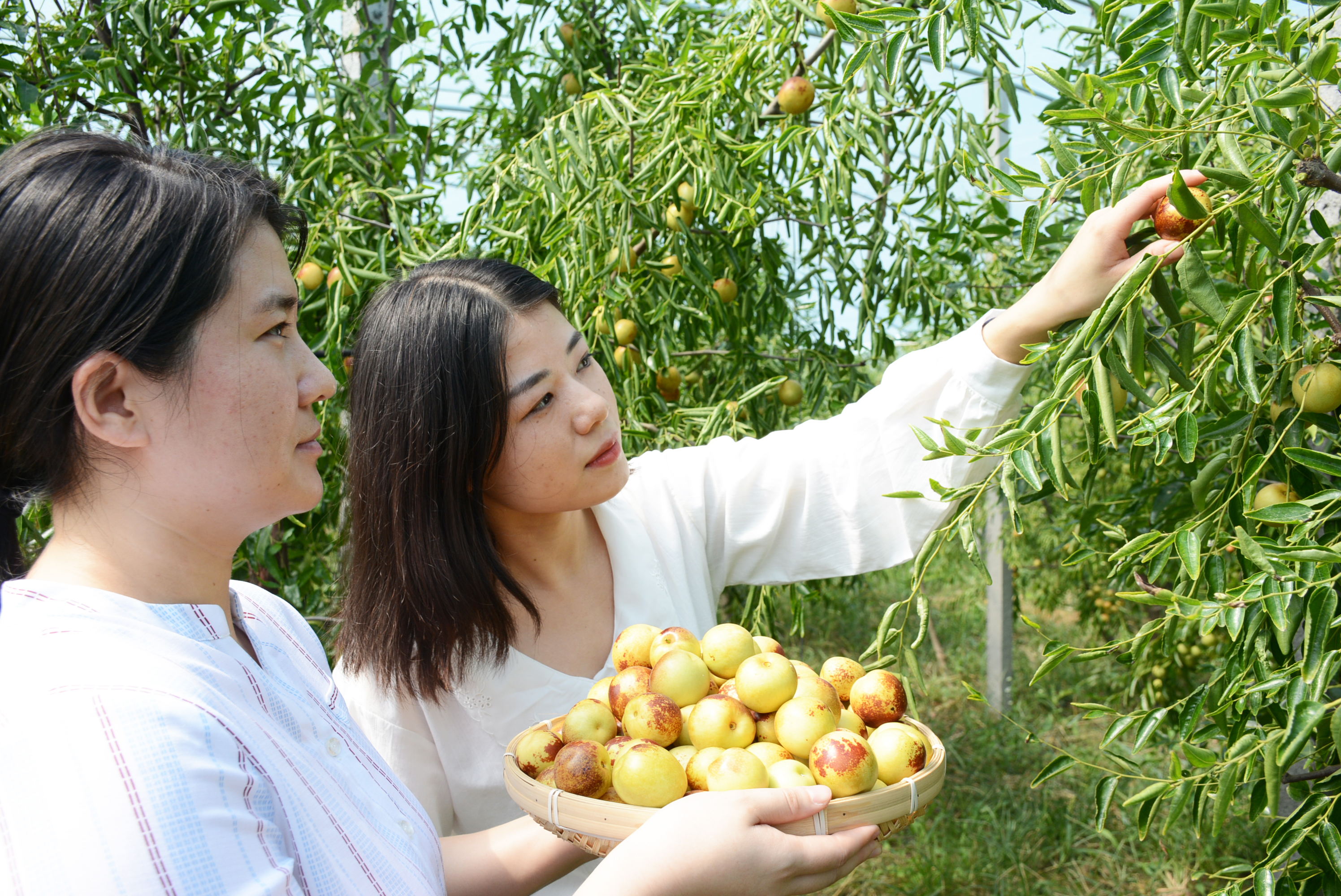 走进大年陈镇王西池村苹果采摘园,红彤彤的苹果挂