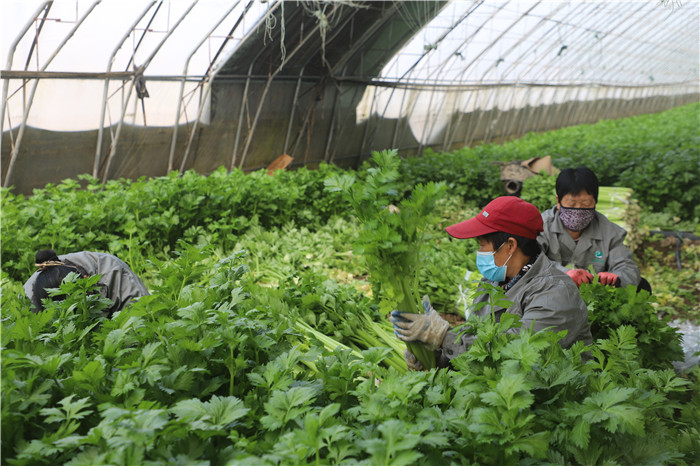 為確保全市人民米麵糧油菜肉供應充足,目前,中裕麵粉,掛麵和消毒酒精