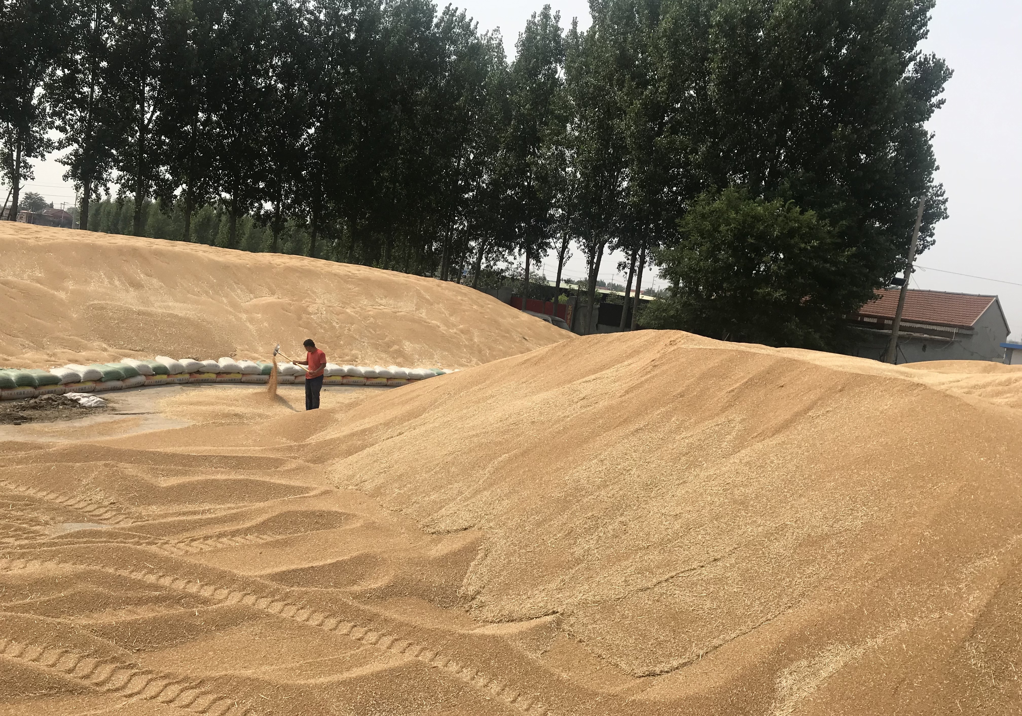 滨州“三夏”生产麦收告捷
