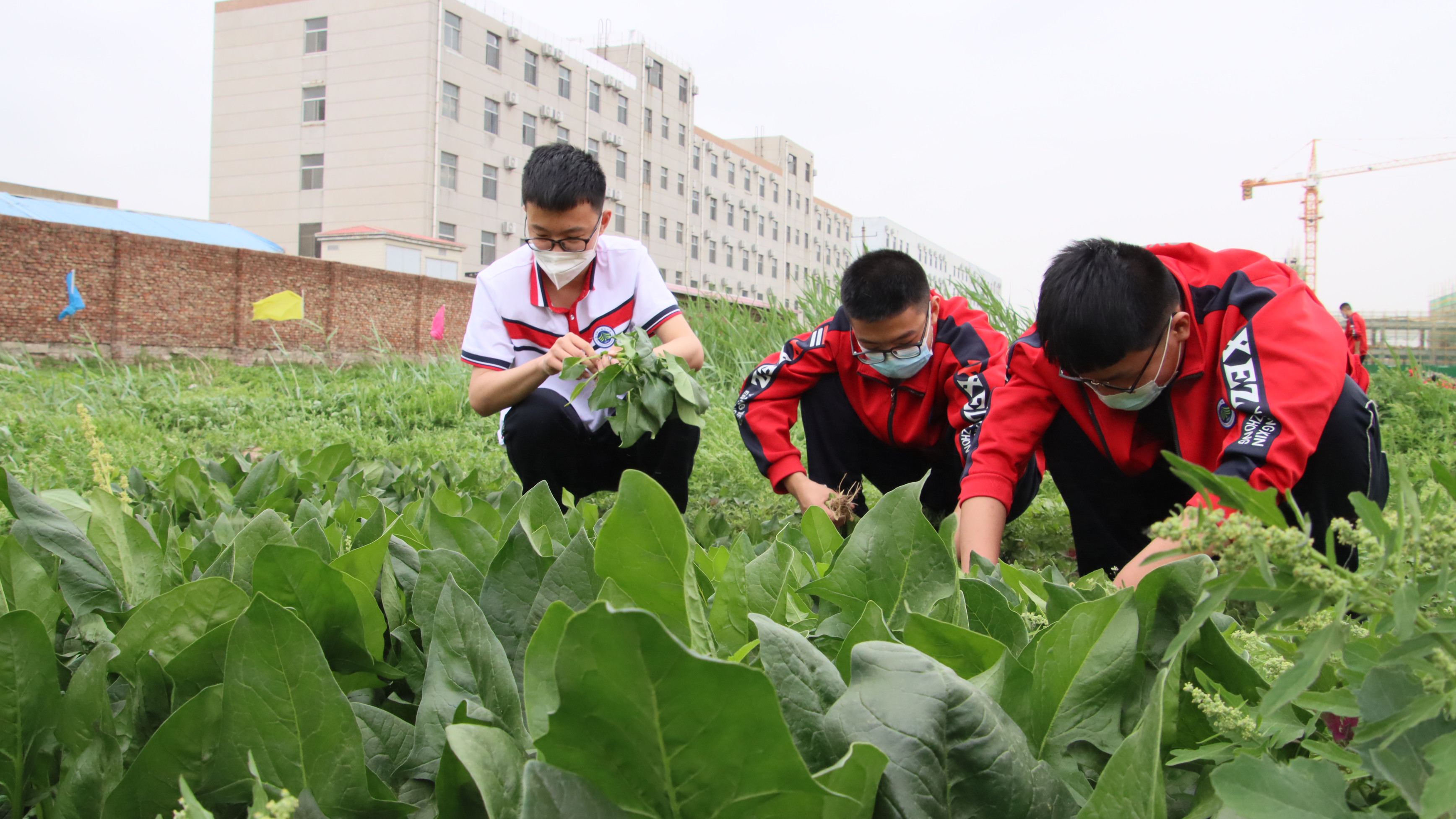 阳信县被确定为山东省中小学劳动教育实验区