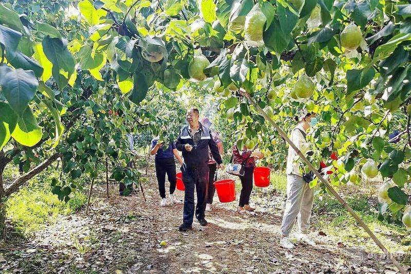 【温度滨州12197】滨州认定10处现代果业高标准示范园引领生产优质特色水果