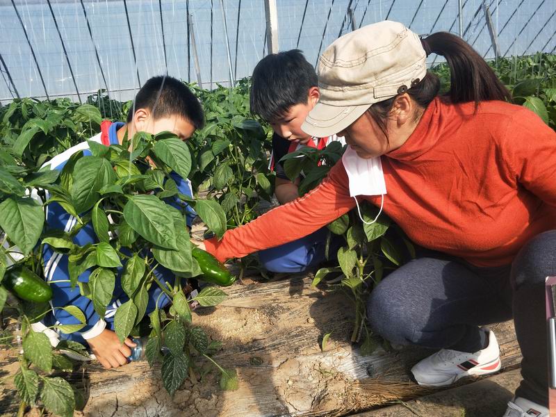 湖濱鎮寨盧小學開展走進蔬菜大棚實踐活動