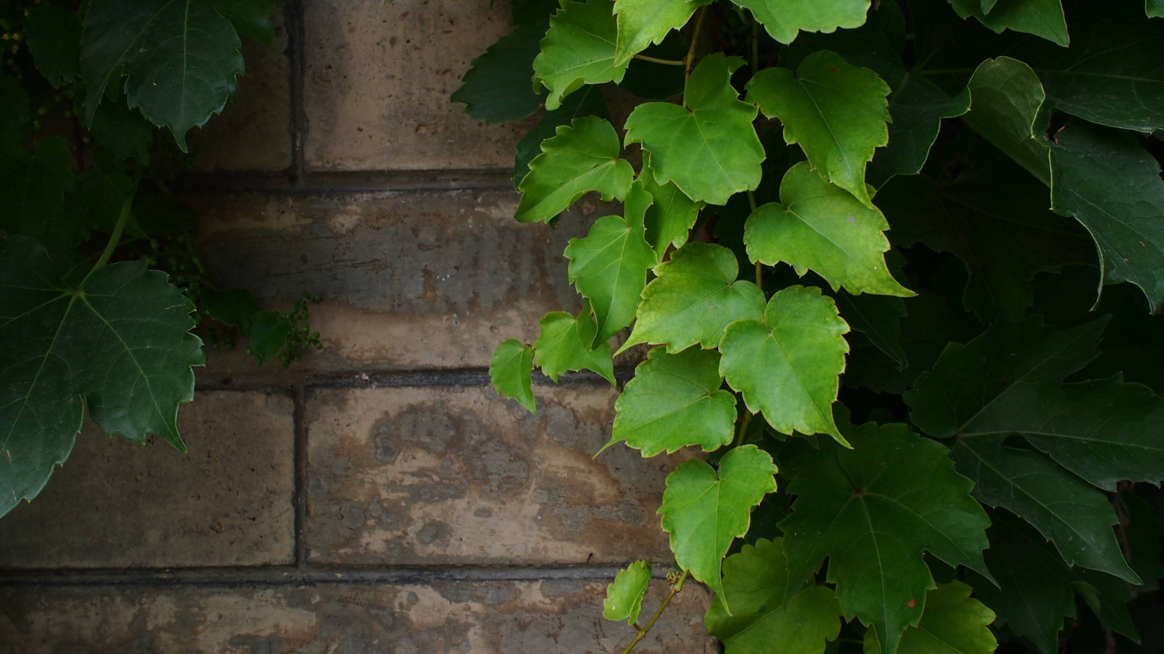 大平原(七十九)|我心中的爬山虎