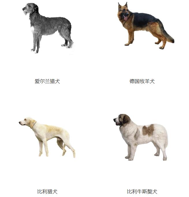 滨州城市建成区5月1日起禁养藏獒狼犬等48类烈性犬 滨州网