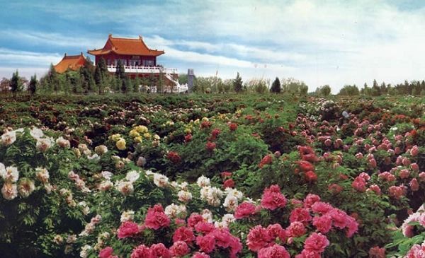 菏澤【曹州牡丹園】國家5a級旅遊景區,是世界上面積最大的牡丹觀賞園.