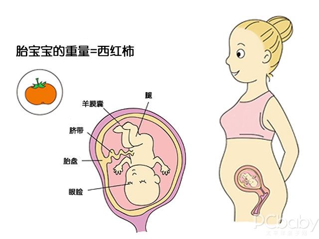 怀孕1-10个月胎儿生长发育指标(附图)