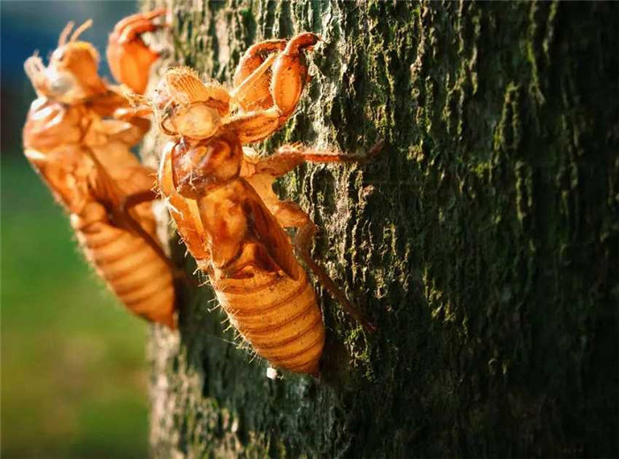 大平原美文推荐六金蝉情结