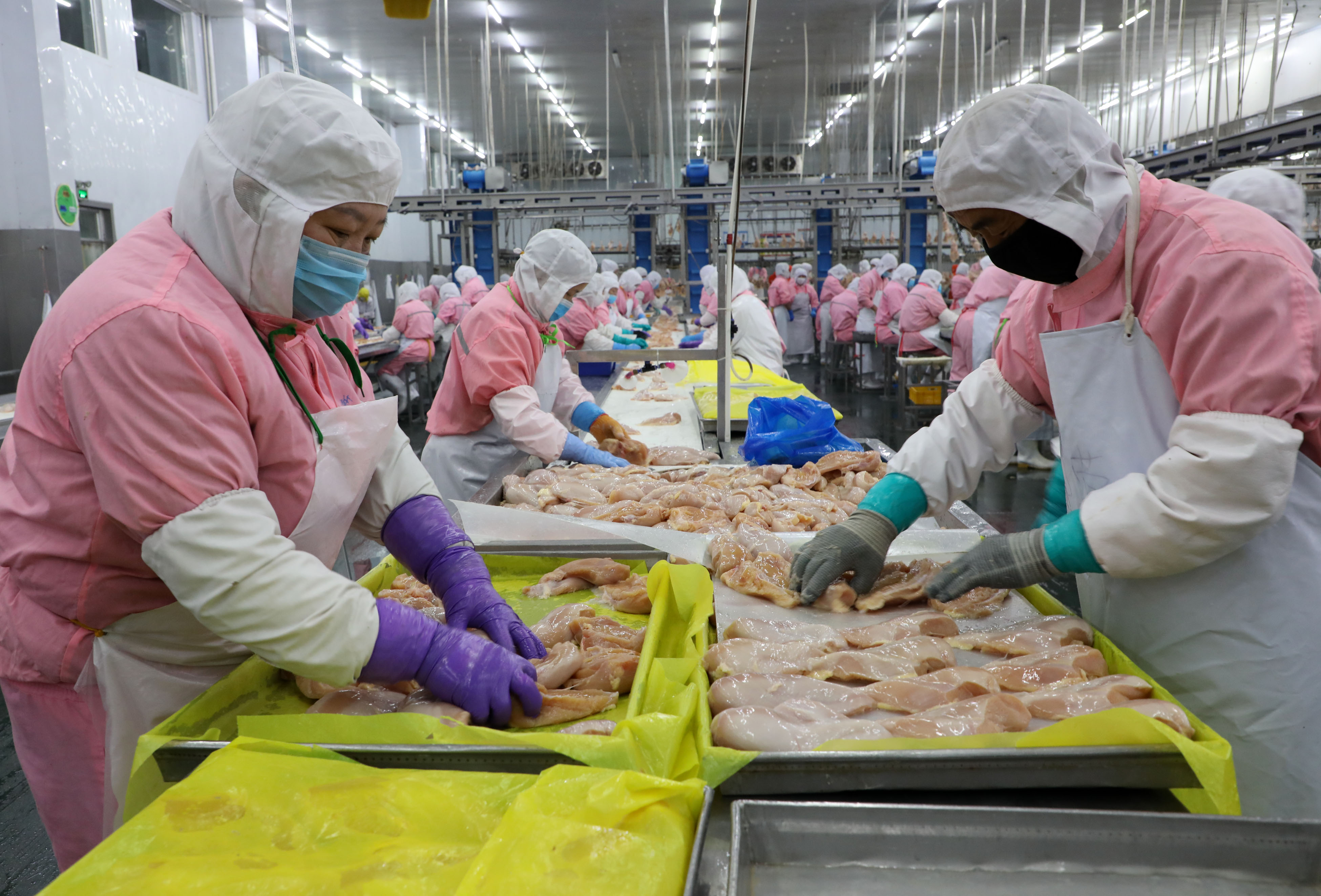 3月9日,在博兴县一家肉鸡屠宰加工企业,工人在生产车间里忙碌.