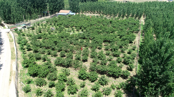 张王樱桃种植基地里,紫红的樱桃点缀在绿叶之中.